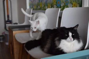 Lap Up the Love: Halal Cat Cafe in Singapore is the Place to Be for Feline Enthusiasts 2 Halal Cat Cafe