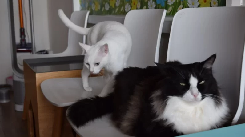 Halal Cat Cafe